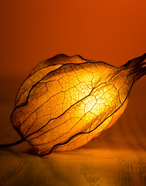 Illuminated Flower Bud