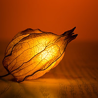 Illuminated Flower Bud