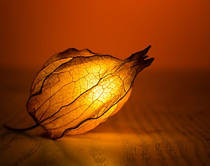 Illuminated Flower Bud