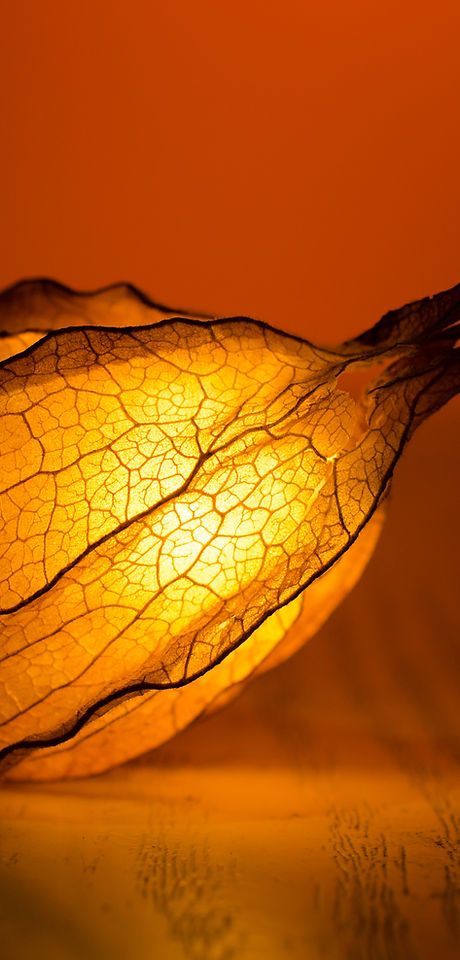 Illuminated Flower Bud
