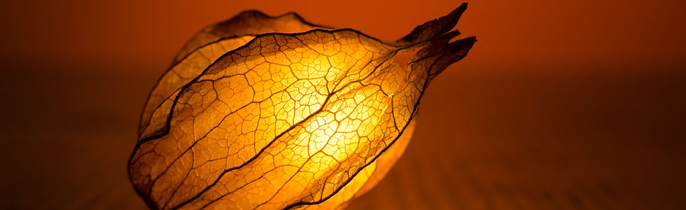 Illuminated Flower Bud
