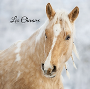 les chevaux passion.png