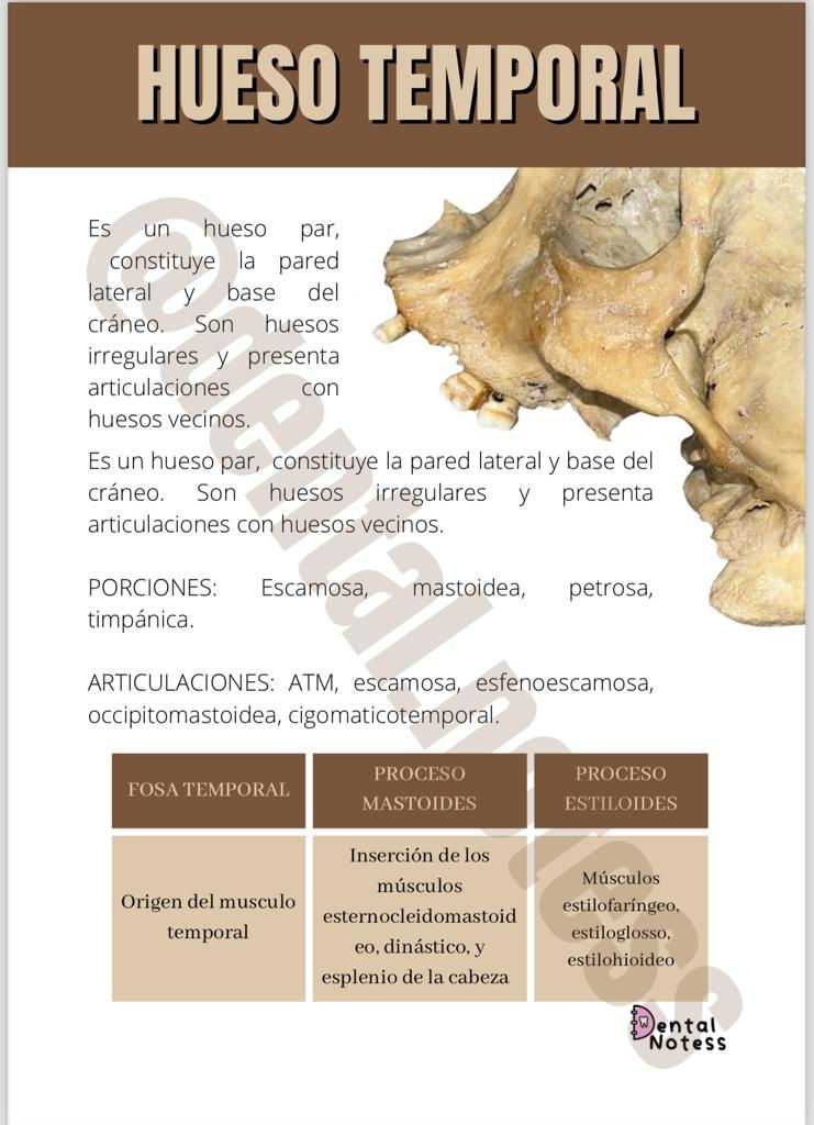 Thumbnail: Anatomía del cráneo y sus huesos faciales