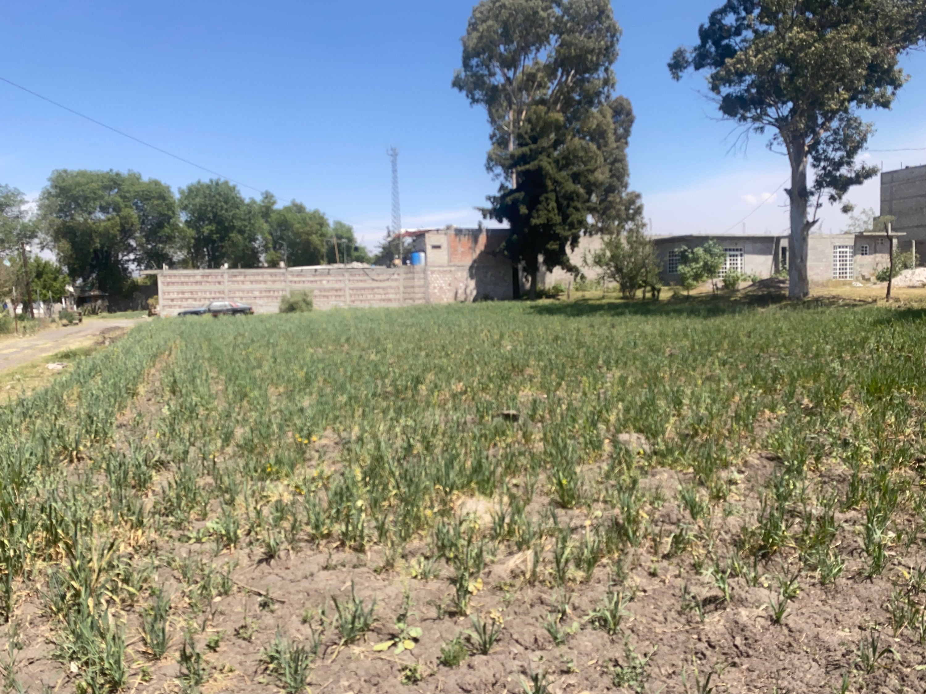 TERENO EN VENTA EN SAN JOAQUÍN COAPANGO TEXCOCO EDOMÉX 1,250  m²