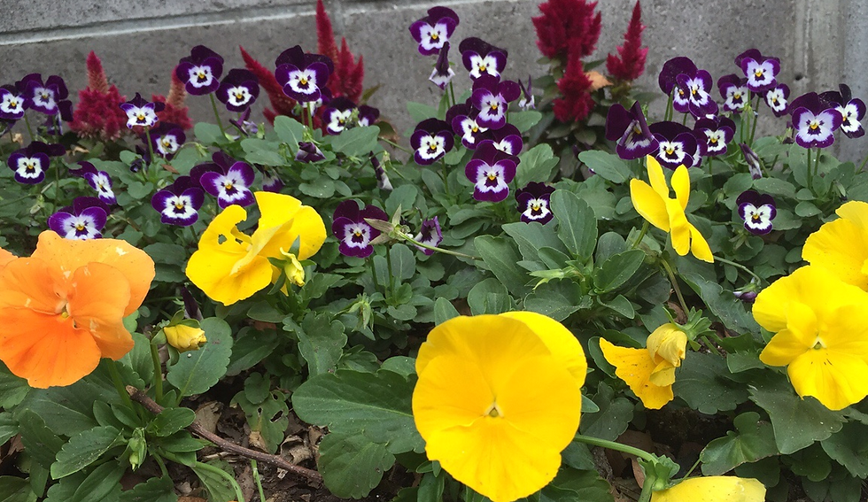 Viola and Pansy