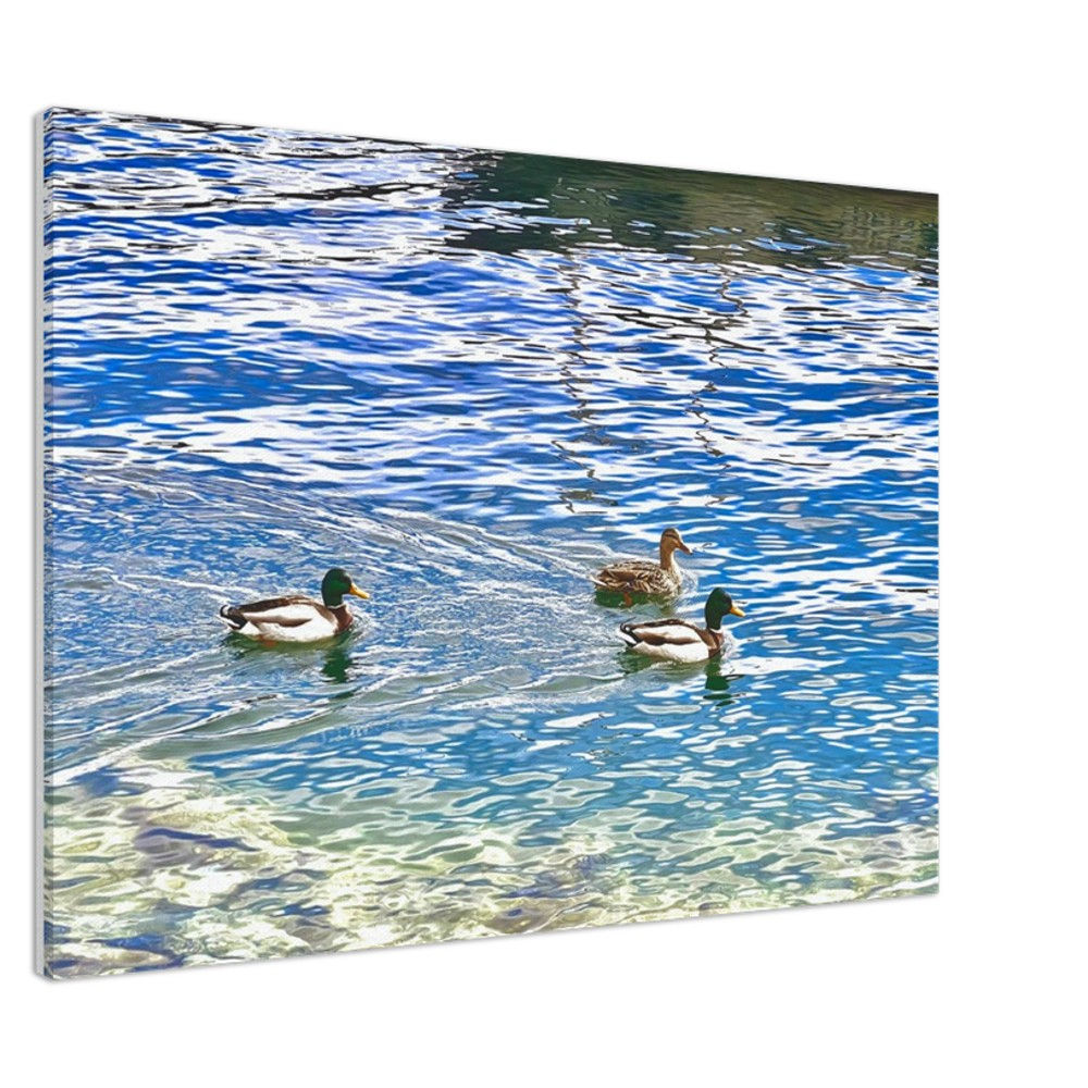 Swiss Ducks on Lake Lucerne