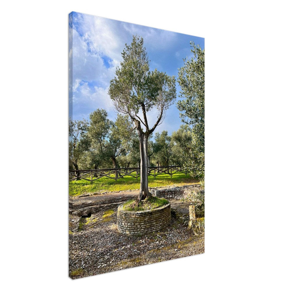 Beautiful tree in the Grattoes di Catullo on Canvas