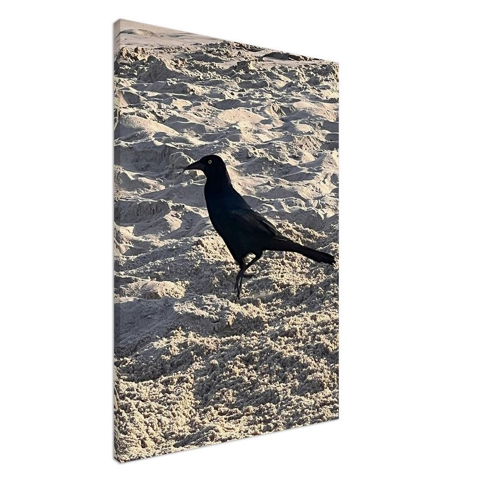 Beach crow in the sand