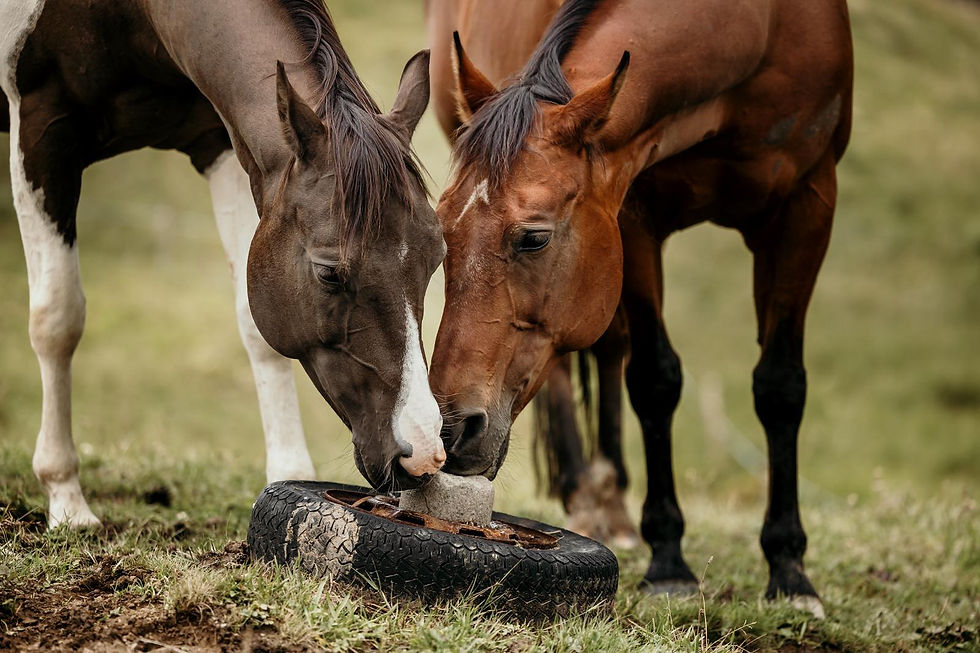 WhatsApp Image 2026-01-27 at 12.12.20 (1)