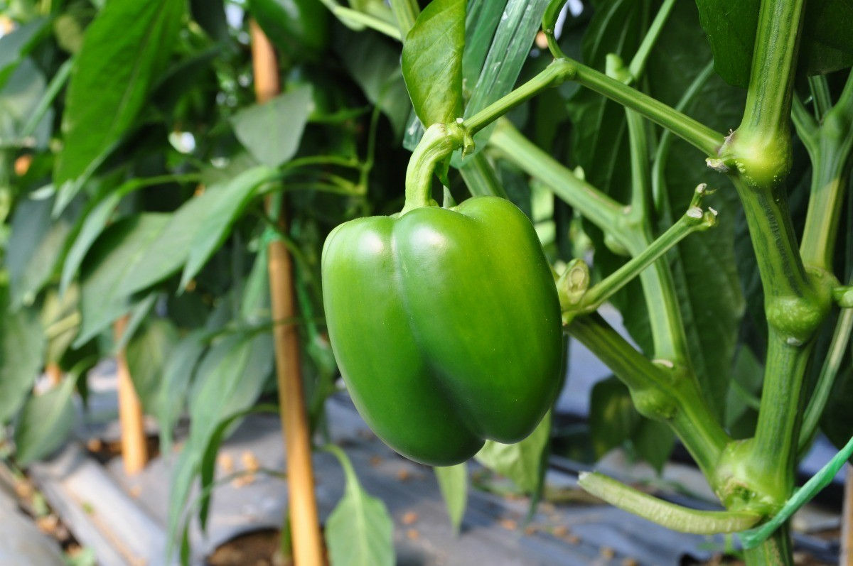 CAPSICUM GREEN - 50N