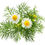 Thumbnail: GERMAN CHAMOMILE