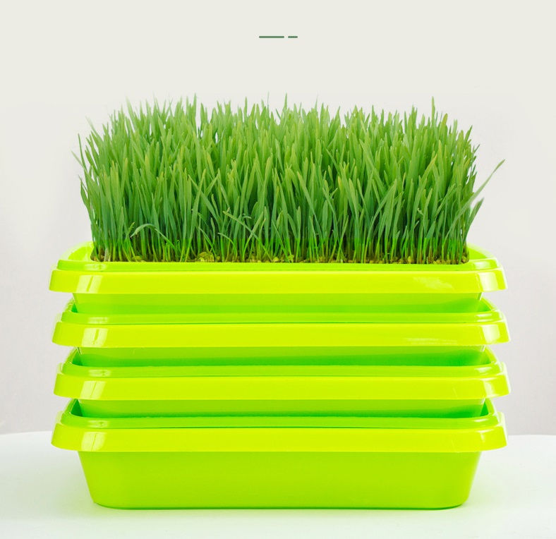 Thumbnail: TB3124 Microgreen Trays by Grewery Farm LLP | Made of Virgin PP Material
