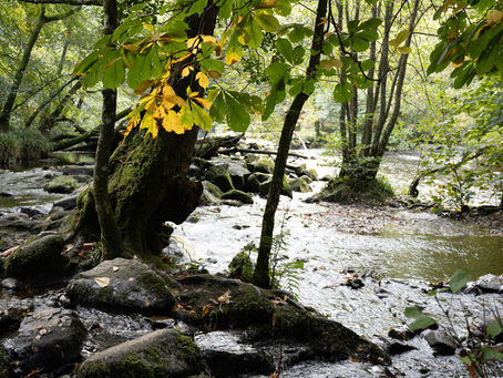 Woodland Walking and Learning: the delights of Fingle Woods