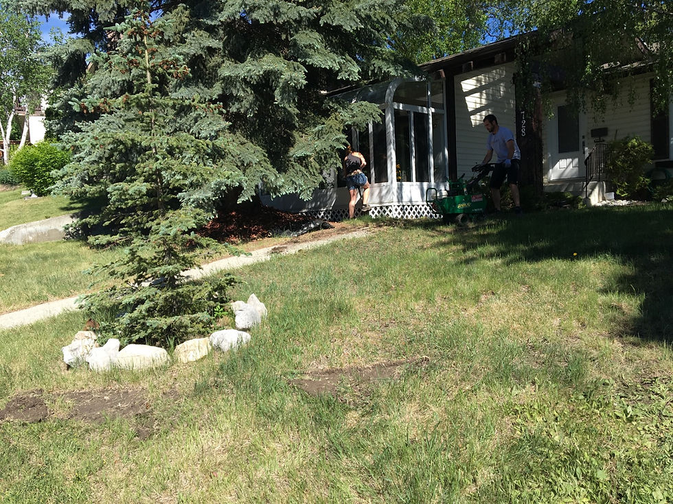 Replacing Your Old Grass with Fresh Sod - New Yard Recipe