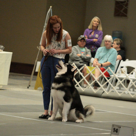 malamute in heel position sitting during a rally obedience trial 