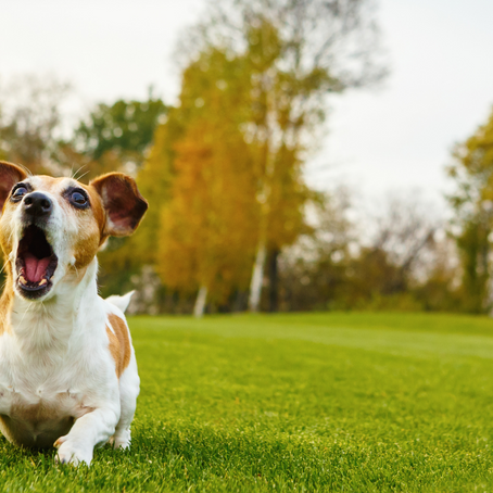 5 Reactive Dog Management Tips