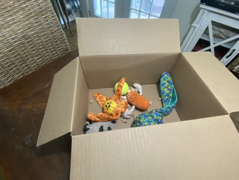 Treasure Box Enrichment For Shy Dogs