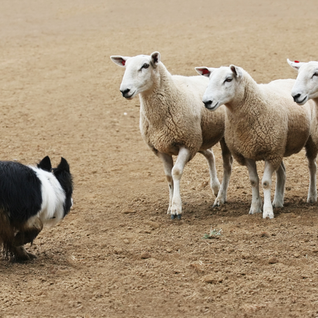 Is Your Dog Actually Stubborn? Reasons Why Your Dog “Won’t Listen”