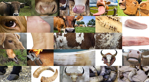 TextureReferenceTauren.jpg
