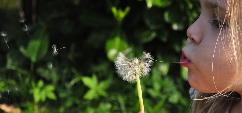 blowball-gfbff78677_1920.jpg