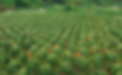 Vườn Thanh Long Tím Hồng LĐ5 Hoàng Hậu.png
