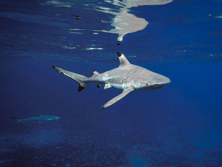          The Best Guide for Solo Travel in French Polynesia