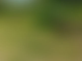 Seguimos sumando M2 de selva misionera