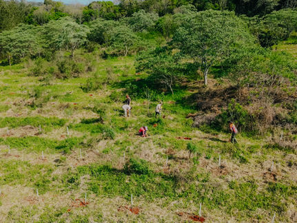 Seguimos sumando M2 de selva misionera