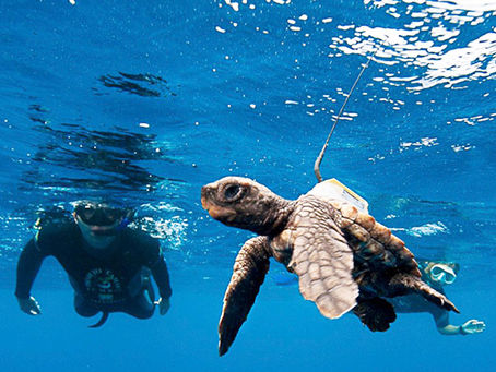 ICMBio e as tartarugas marinhas