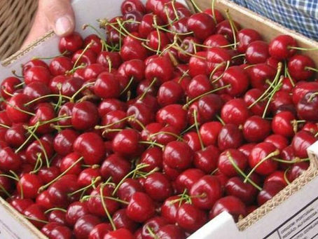 Fundão cancela Festa da Cereja e arraiais populares