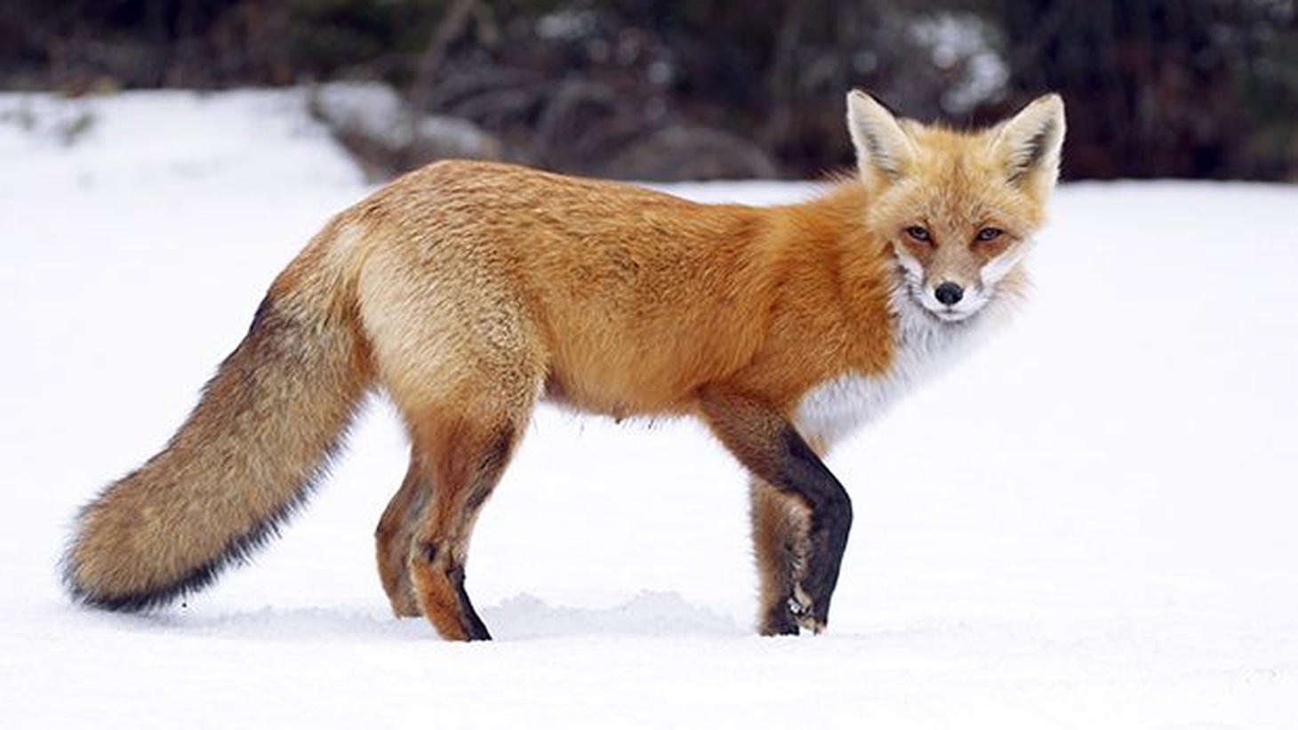 american red fox american red fox