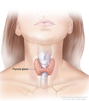 Thyroid Disease: Understanding The Endocrine System