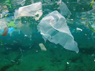 Mikroplastik ve Mikroplastik Kirliliği Nedir? Nasıl Hayatımıza Girdi?
