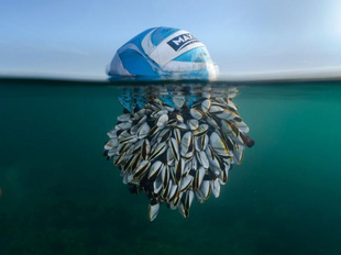 The Meeting of a Soccer Ball and Wildlife: Ryan Stalker's Award-Winning Photograph