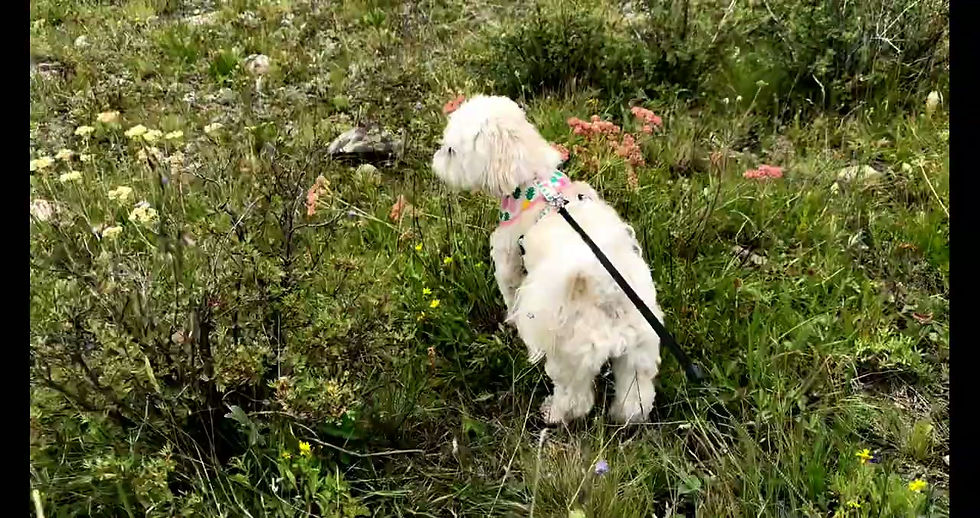 Mango the ShihPoo_ Hikes over Colorado Mountains_ Nature Music Therapy.mp4