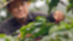 Happy farmers collecting Arabica coffee beans on the coffee tree
