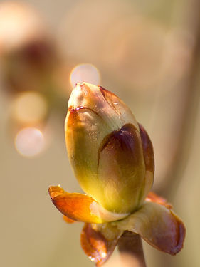 7. CHESTNUT BUD