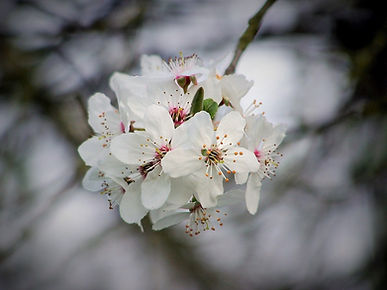 6. CHERRY PLUM