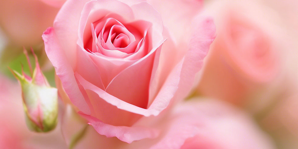 soft variety of pink roses semi abstract soft focus slightly blurred image.jpg