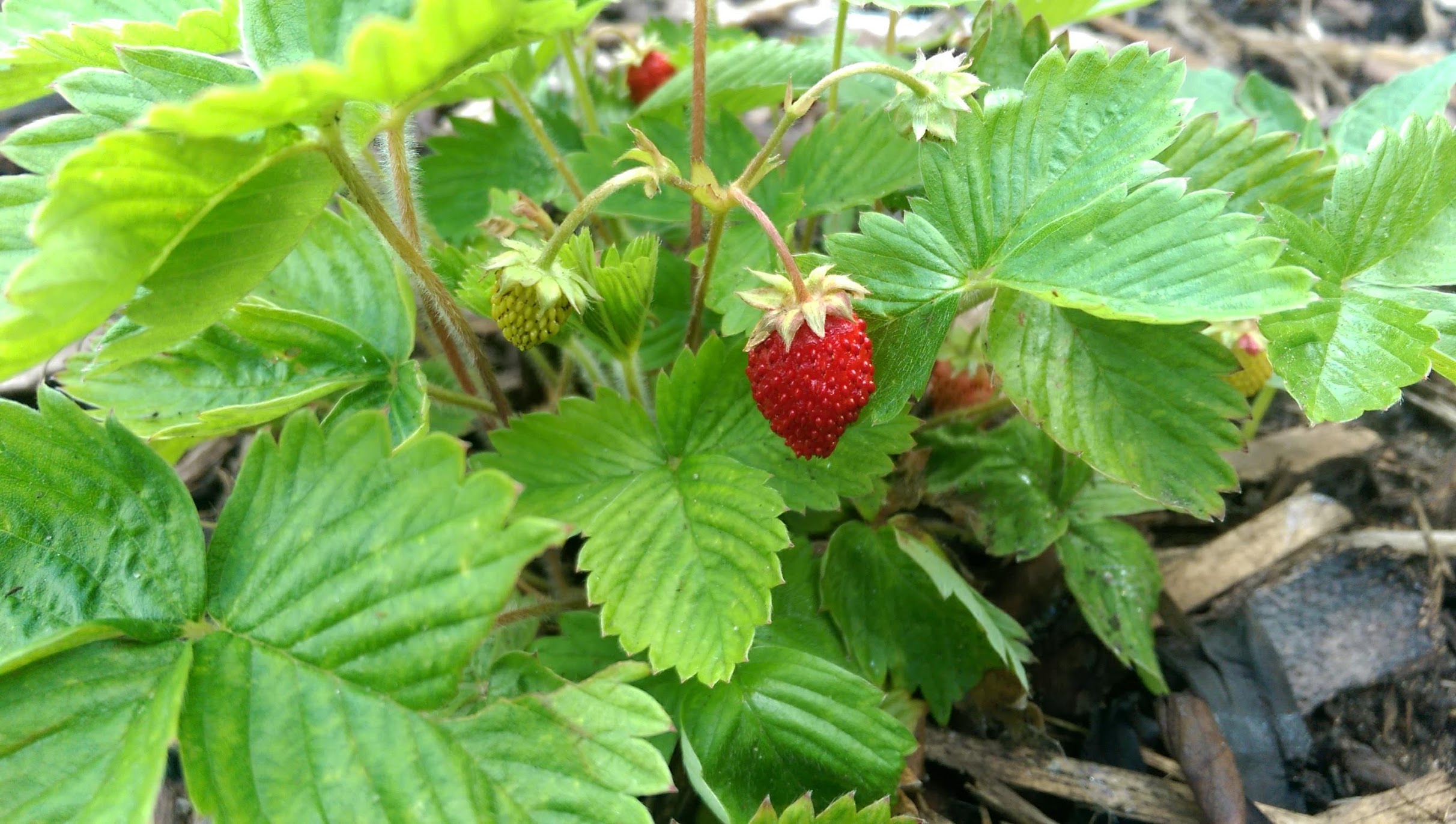 Alberta Fruit Commons