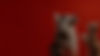 BANNERS-MASCOTAS.jpg