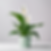 Potted Plant