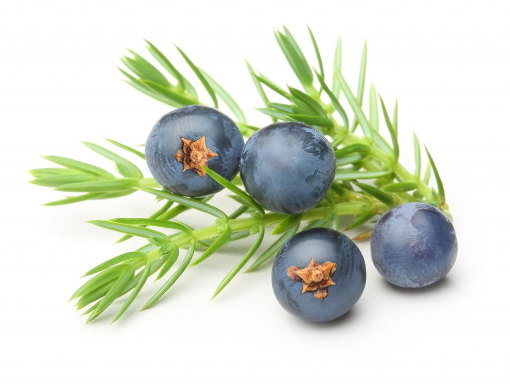 Juniper Berry