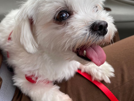 Pure Maltese Dog Popo