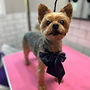 Senior dog grooming