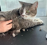 cat grooming