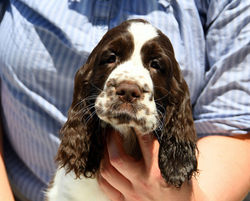 Deich Dogs Felicitas