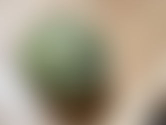 今年のすいかは………あれれ??