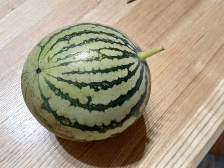 今年のすいかは………あれれ??