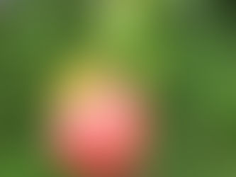 ご門徒になられたことをお祝いする入門式がありました